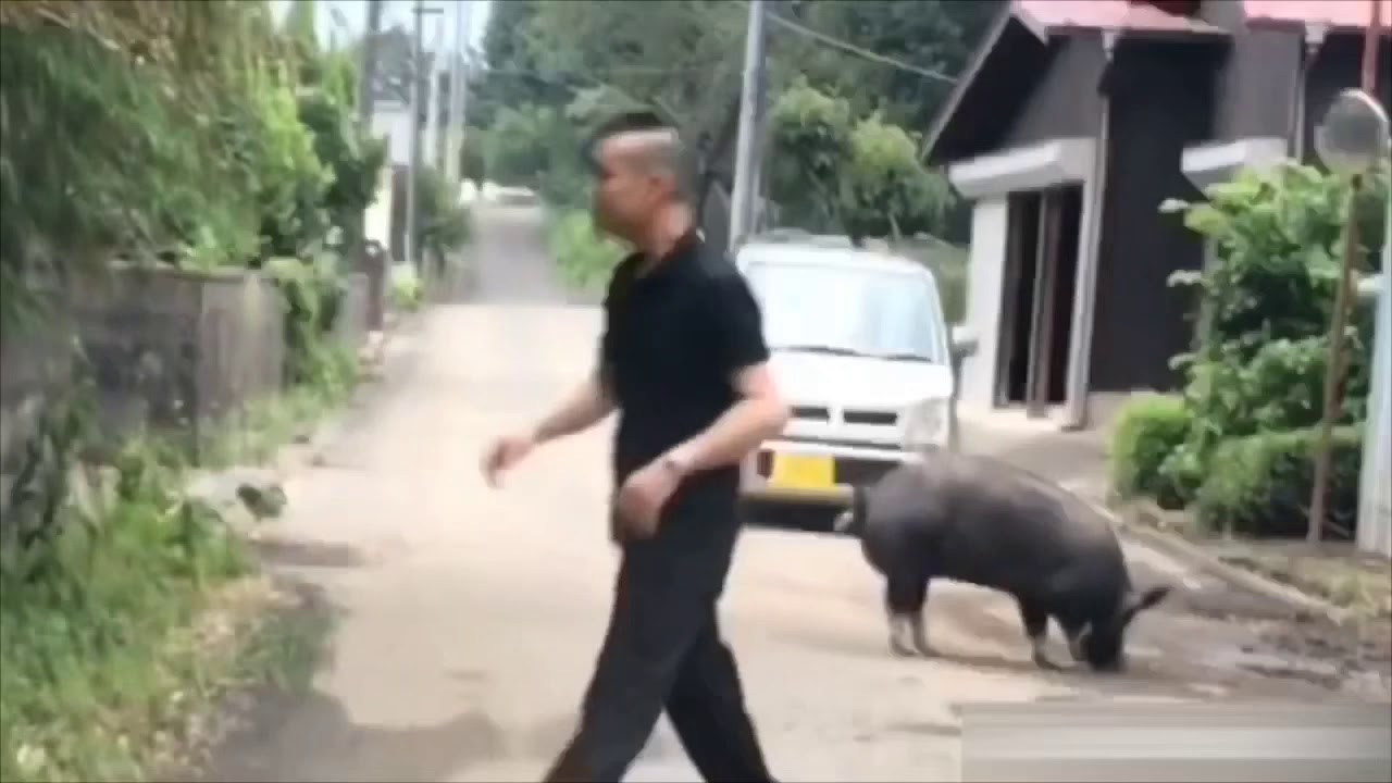 車で走行中 突然 逃亡 豚 猪 ブタ イノシシ に出あったら とっさの対処法を教えます ドライブレコーダー ハプニング 映像 ロッククラブ かっと君 恋愛マスター バー Bar 飲み屋 面白 情報 Youtube