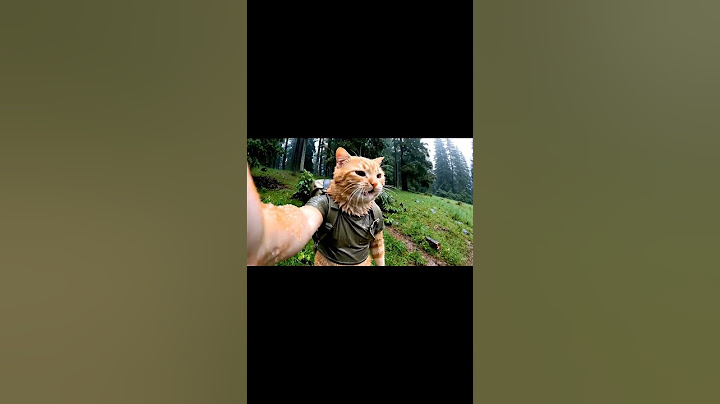o***bi guys 😡😂🤯 #shorts #ai #reaction #cat #vlog