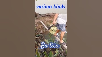 Cây chuối mẹ sau khi ra buồng rồi sẽ chết, cây con sẽ mọc lên từ thân cây mẹ. #nature #food