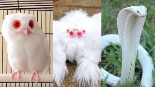 Albino Animals