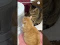 会議中?のニャンコたち|PECO