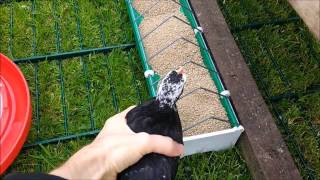 First batch of chicks are moving outside to the yard