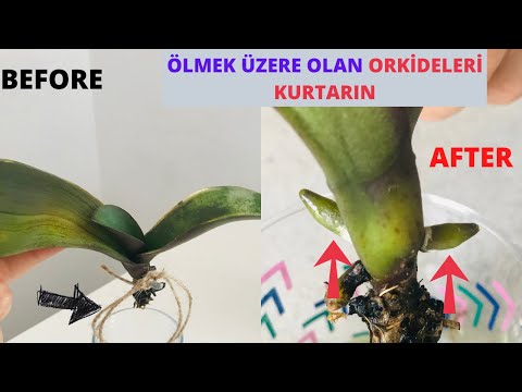 “Ölü” Orkide Canlandırmak İçin Bu yöntemi Deneyin/İnanılmaz Orkide Kökleri Coştu/Köksüz Orkide