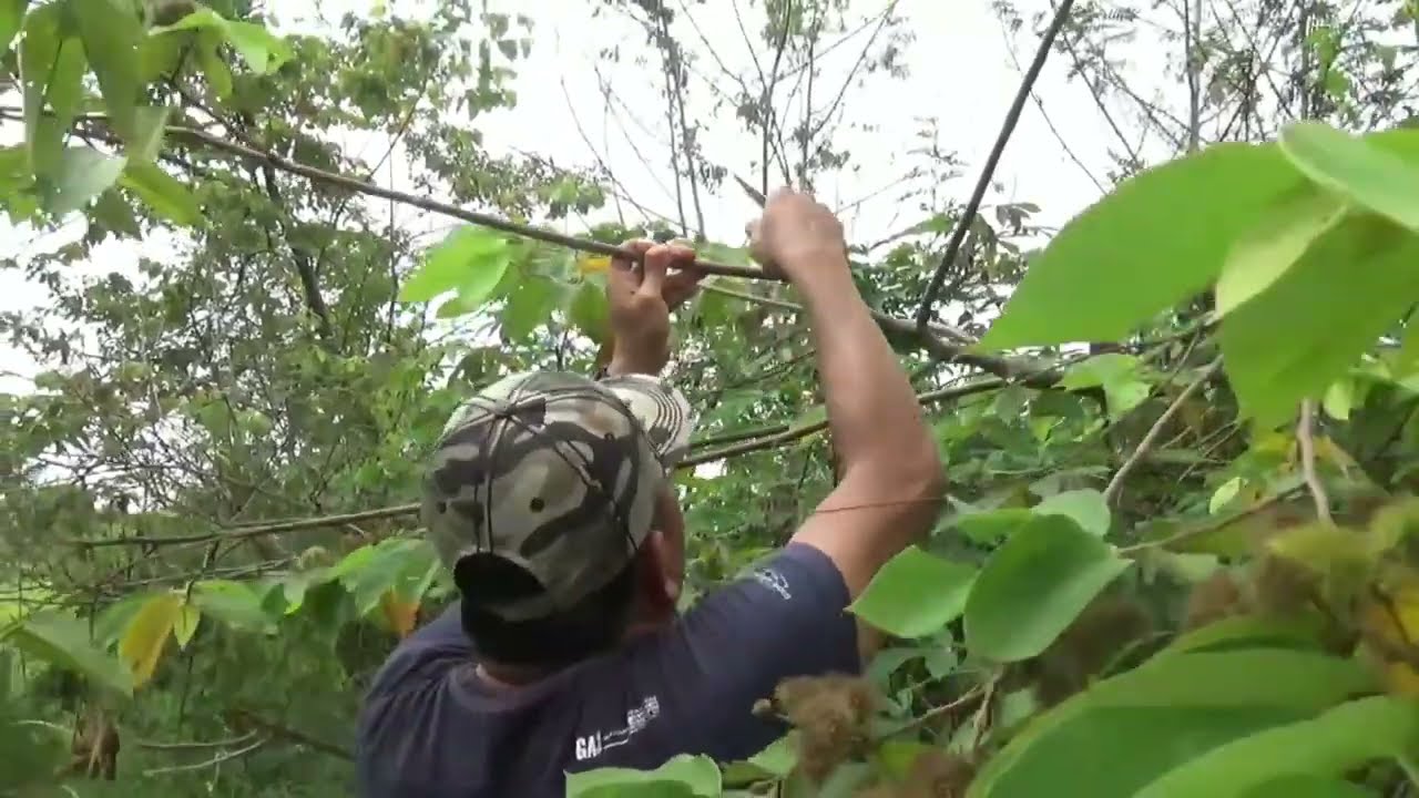 jebakan burung dengan pulut di lidi kelapa