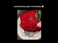 GMOs Going Crazy ЁЯШВЁЯШнЁЯТА GMOs Going Crazy ЁЯШВЁЯШнЁЯТА