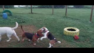 Amos And Ruby Morning Romp