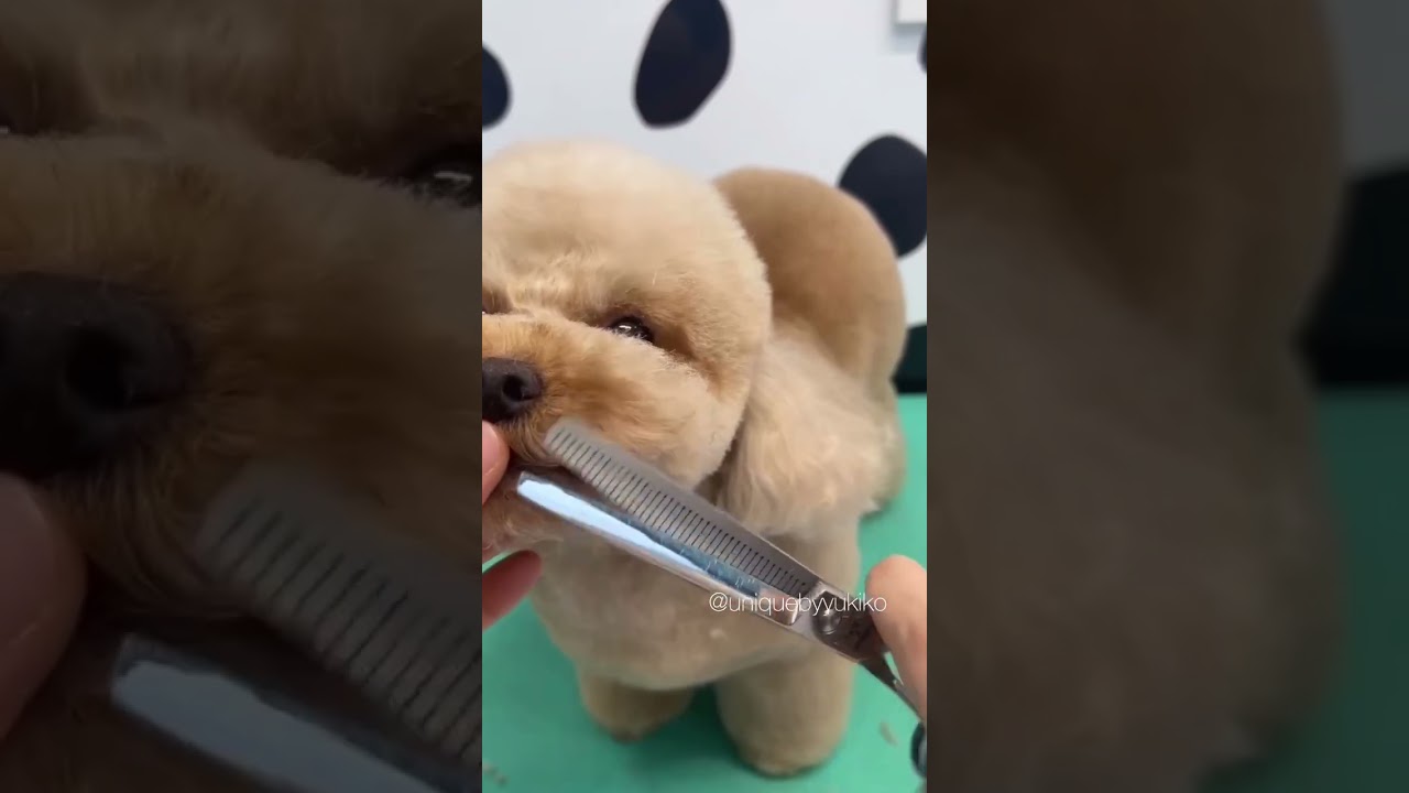 Toy Poodle ✂️ Face Grooming