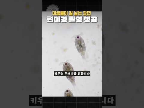 <strong>미생물이</strong> 알을 낳는 장면을 현미경으로 포착했습니다.