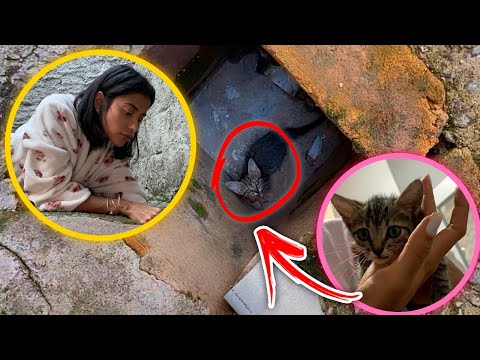 Vídeo: Ajudando Um Gatinho Com Lacrimejamento