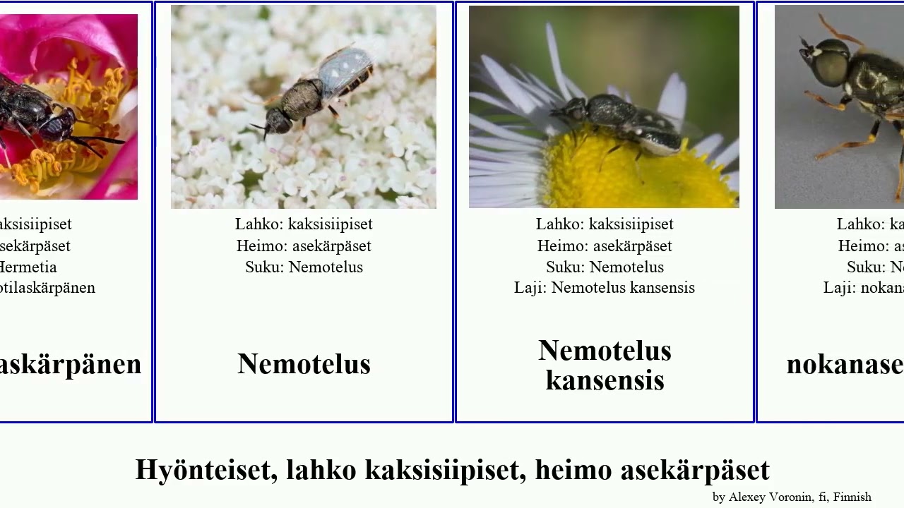 Hyönteiset, lahko kaksisiipiset, heimo asekärpäset insect Nemotelus nokanasekärpänen Bobby Diptera