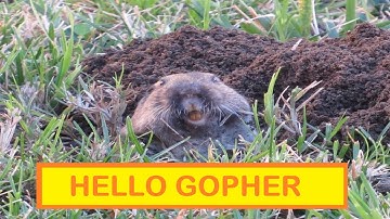 Watch this GOPHER close up ~ gopher digs up yard ~ gopher digging