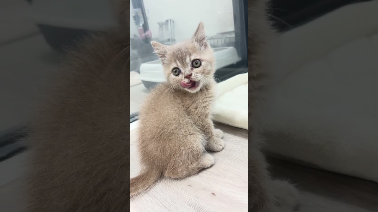 ブリティッシュショートヘア | ペットショップ マルワン 小さめ子犬