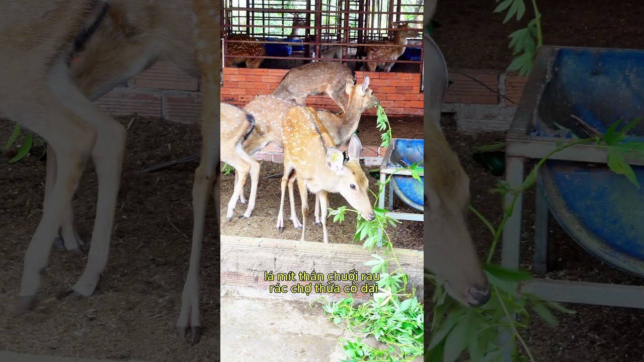 Hươu giống - Chăn nuôi hươu sao Phụ nữ với mô hình nuôi hươu