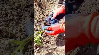 planting small young green plant into the soil of garden using orange thick protective work gloves