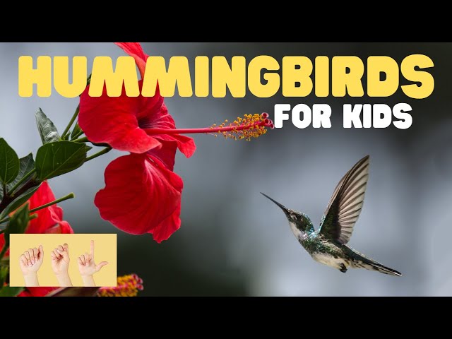 ASL Hummingbirds for Kids - Videos For Kids