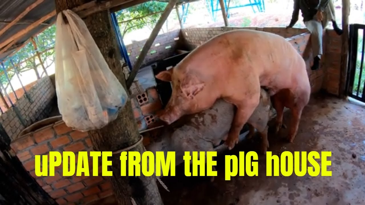 Update From The Pig House - Nipe Adventure . EP 75