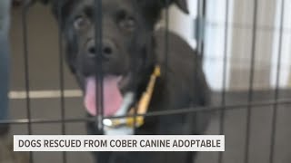 Harbor Humane says dogs rescued from Cober Canines now adoptable