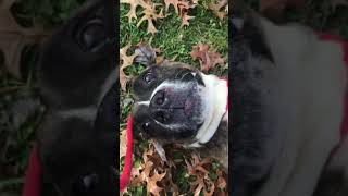 Meet Villa A Terrier American Pit Bull Currently Available For Adoption At Petango 11252018