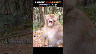 monkey core 😁😁👍 #foryou #funny #subscribe #monkey