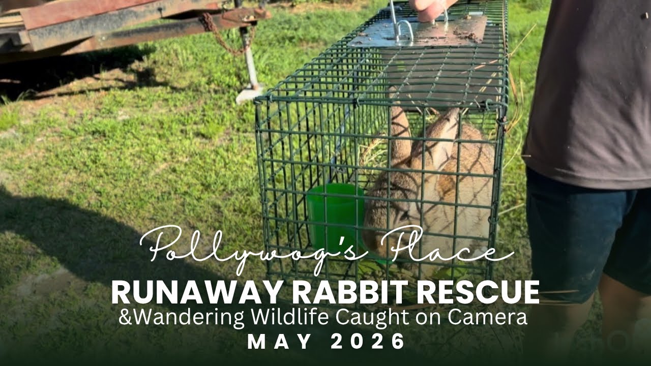 Wild Rabbit Rescue Runaway Rabbit Rescue & Wandering Wildlife Caught on Camera #nature ...
