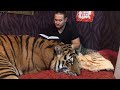 Тигр Ройс лежит на своей кровати ) tiger rolls came to his bed