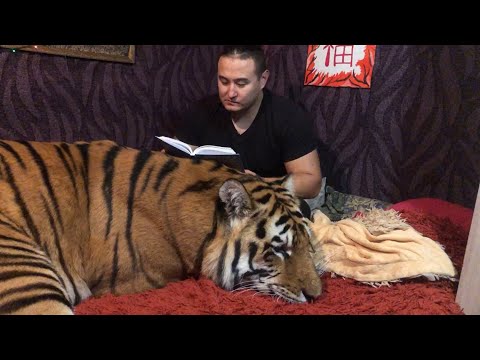 Video: Roll Ng Tigre
