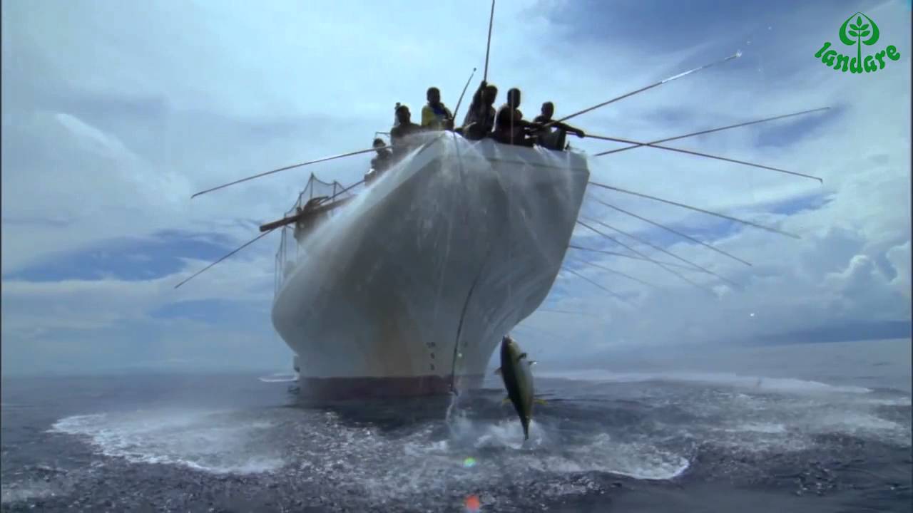 Bonito del norte de pesca selectiva y local  (Landare)