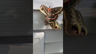 Cecropia Moths Mating