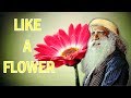 Sadhguru - DO the kriya with sense of devotion, NOT like an exercise!