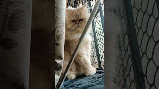 😂#cat unko #kutte hone# ki 😁 patni
