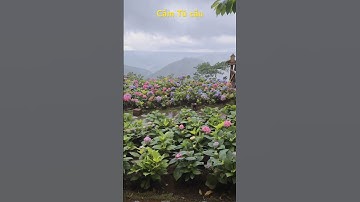 Hoa Cẩm Tú Cầu Đà Lạt#shorts #canhdepthiennhien