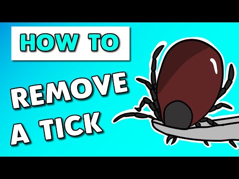 How to remove tick from dog with tweezers (step by step guide)