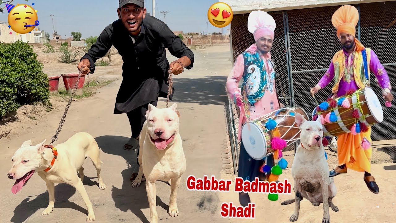 Gabbar badmash Ki Female Dog Sy Shadi🥳😍
