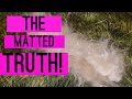 Matted Dog Hair