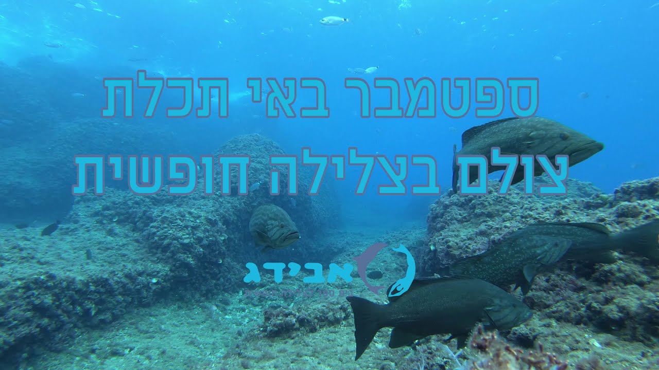 נובמבר באי תכלת