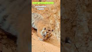 Como viven los Cachorros de los Tigres de Bengala. #animal #naturaleza