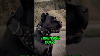 5 Most Expensive Dog Types 5 Most Expensive Dog Types