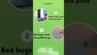 Bed Bugs: How to Get Rid of Them | Bed Bug Blocker (Pro) Interceptor Traps, Monitors, and Detectors