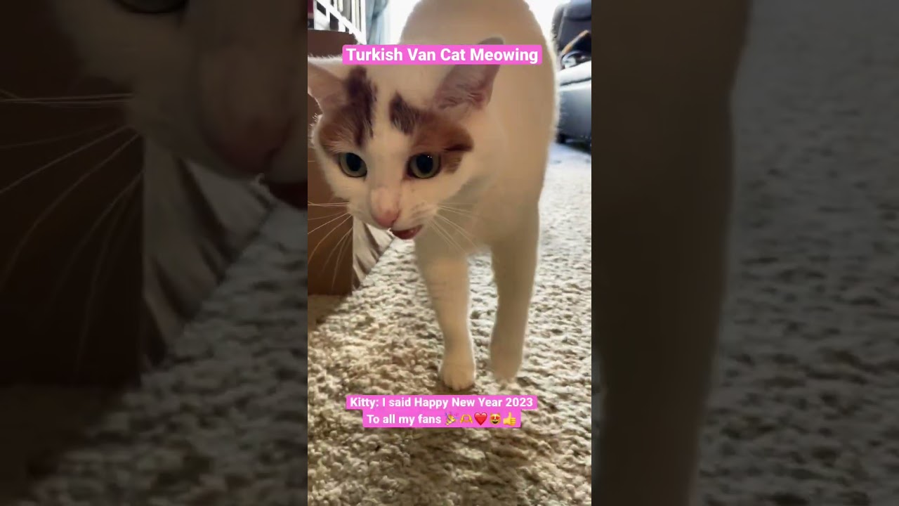 Turkish Van Cat Meowing 