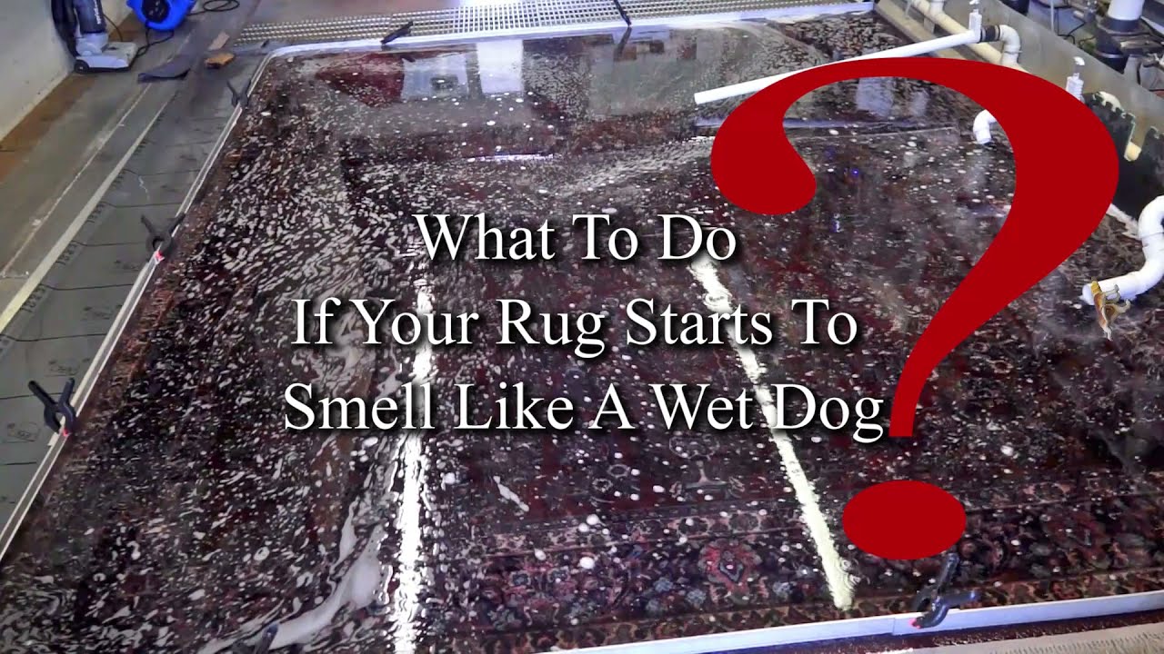 What to do if your rug starts to smell like a wet dog