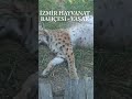 VAŞAK İZMİR HAYVANAT BAHÇESİ