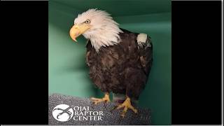 Ojai Raptor ~ JACKIE IS OUT OF INTENSIVE CARE & NO LONGER ON OXYGEN! ENCOURAGING MILESTONE ♥ 7.29.26