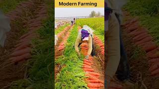 Carrot Harvest in Perfect Rows #modernfarmer #agriculture #farming #satisfying #china #shorts