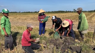 Tiếp tục đào hang bắt chuột với Anh Bình Trải nghiệm săn bắt một ngày trên đồng # 155