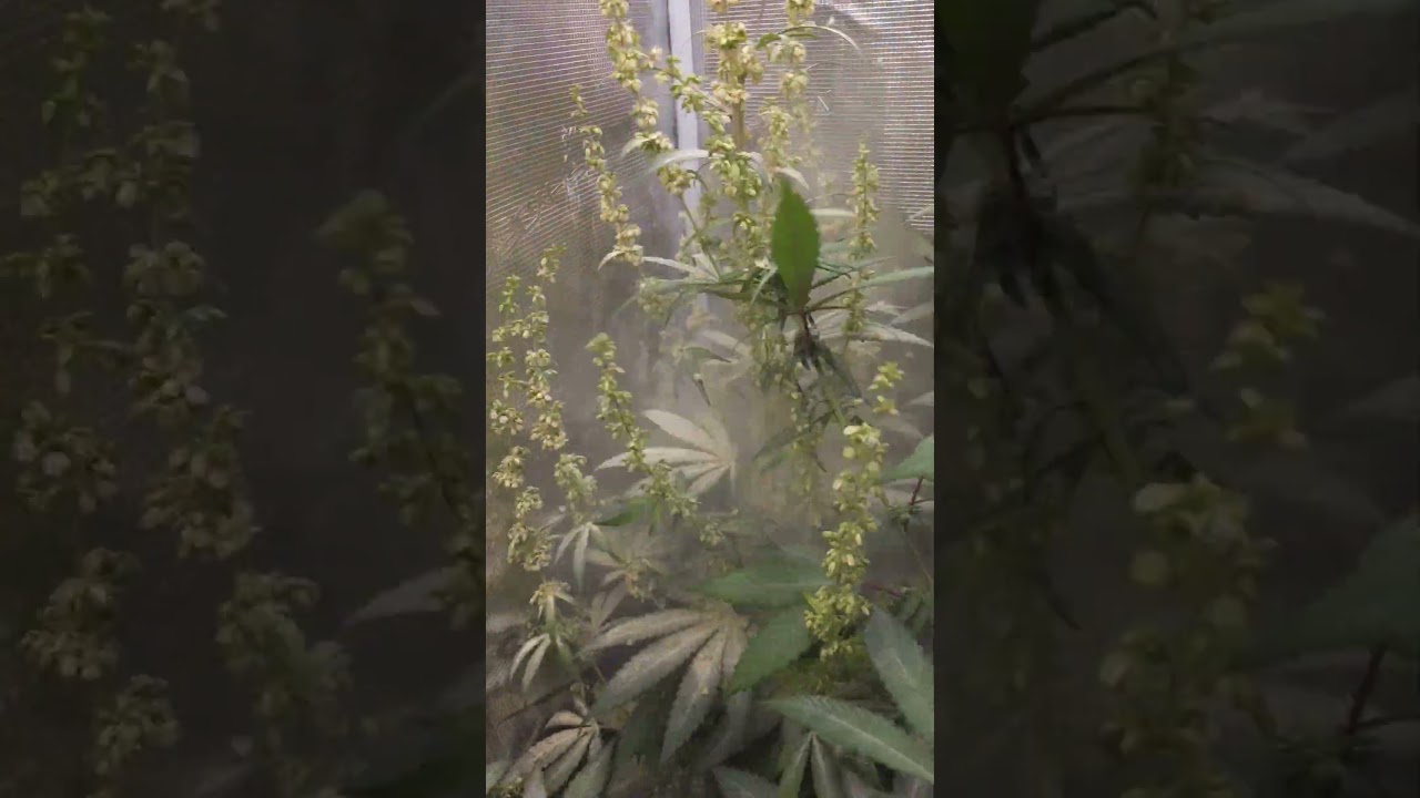 This Male plant just went uggghhhhh all over the two Females.... Cannabis Breeding making F2 seeds