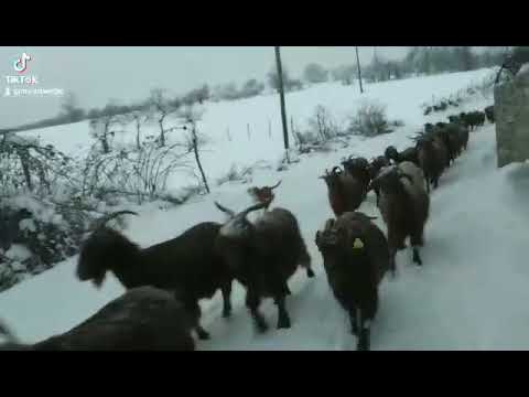 Një ditë e zakonshme dimri me kopenë e dhive - Verbicë e Zhegocit-Gjilan.