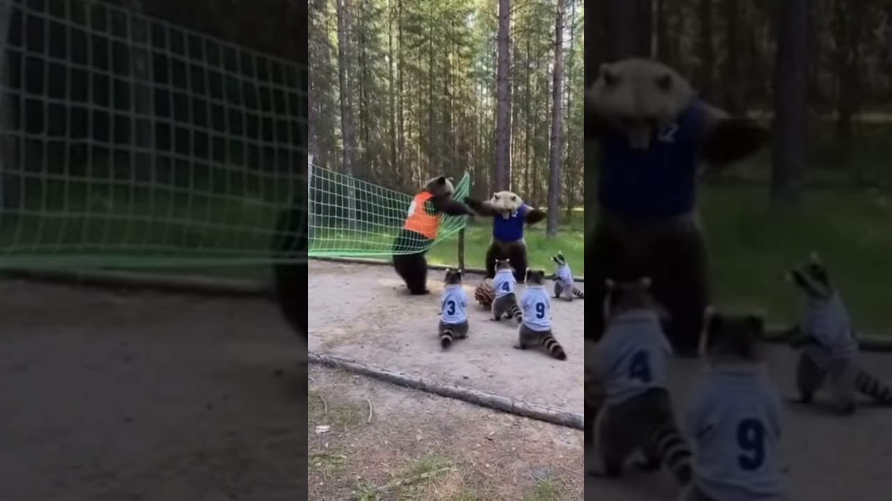 This Isn't CGI: The Secret Hobby of Forest Animals