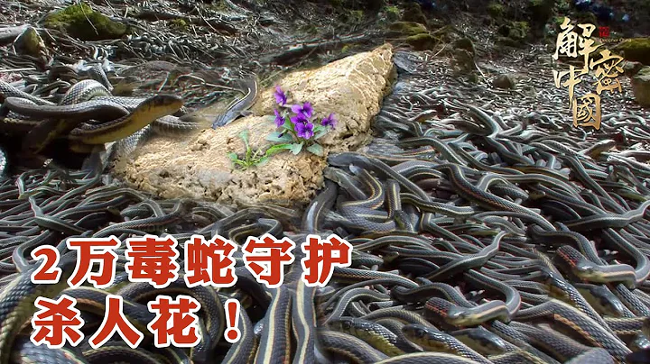 無人小島爬滿2萬毒蛇，竟是為了守護一種藍紫色的「殺人花」，採藥人意外觸碰竟然當場暈死過去！【綠野中國】 - 天天要聞