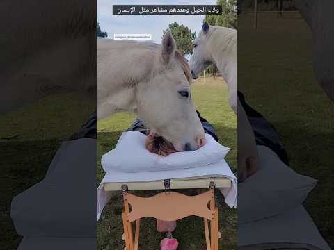 وفاء الخيل وعندهم مشاعر مثل الإنسان ٦٠شو مع الدكتور حاتم ستين