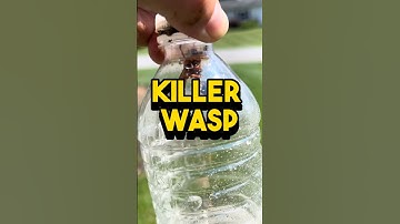 #cantbelieve what came out #cicada #killer #trending #satisfying #beforeandafter #insects #lawn #op